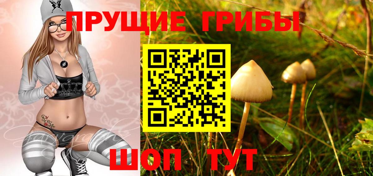 Галлюциногенные грибы Psilocybe Обнинск